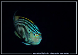 A magical Face to Face with this beautiful Zebra Angel Fi... by Michel Lonfat 